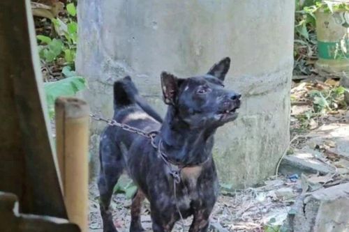 Ông lão chăm chú chó từ nhỏ, không ngờ bị chính thú cưng trả oán