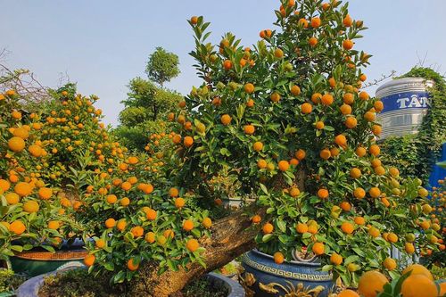 Vườn quất cần thăng tiền tỷ ở Hà Nội chưa đến Tết đã 'cháy' hàng