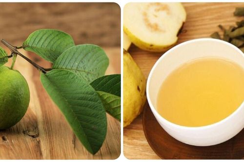 Những công dụng chữa bệnh nổi bật của lá ổi