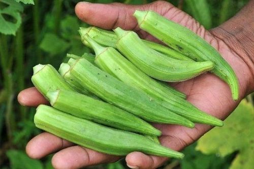 Điều gì xảy ra với cơ thể nếu ăn đậu bắp thường xuyên?