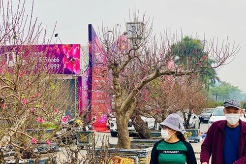 Các loại hoa, cây cảnh đồng loạt đổ bộ thị trường phục vụ người dân chơi tết Nguyên đán 2025