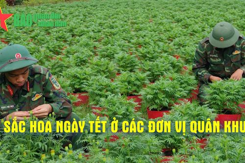 Sắc hoa ngày Tết ở các đơn vị Quân khu 9