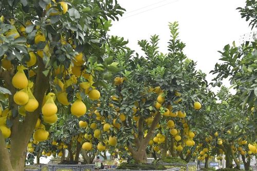 Choáng ngợp với 'rừng' hoa, cây cảnh đổ về phố đón tết sớm