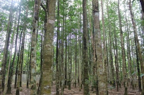 Đi về xứ trầm hương