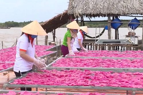 Làng nghề bánh phồng tôm vùng Đất Mũi tất bật đón Tết