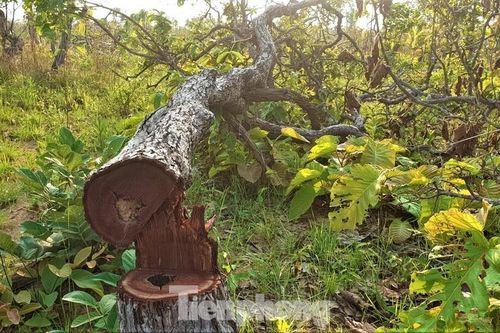 129 hộ dân tự nguyện trả hơn 600ha đất lấn chiếm, chuyển nhượng trái phép