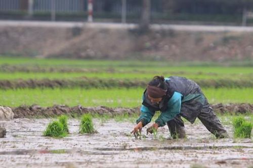 Người nông dân 'bán mặt cho đất, bán lưng cho trời' kiếm nửa triệu đồng ngày giáp Tết