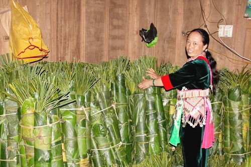 Người dân vùng cao Nghệ An vào rừng 'hái lá đếm tiền'