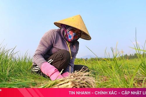 Người dân 'vựa hành' đón tết kém vui