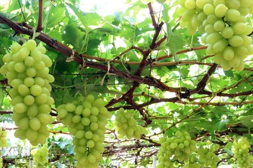 Từ 20/1, chủ mã số vùng trồng không trực tiếp xuất khẩu sẽ cần khai báo