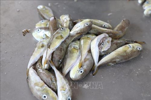 Khuyến cáo người dân không đánh bắt, mua bán, sử dụng cá nóc