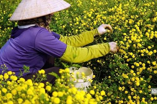 Hoa cúc chi vượt bão Yagi, được mùa được giá