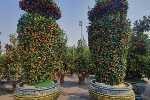 Ngắm đào cổ thụ, quất lục bình 'khoe dáng' giữa phố, giá hàng chục triệu đồng một cây