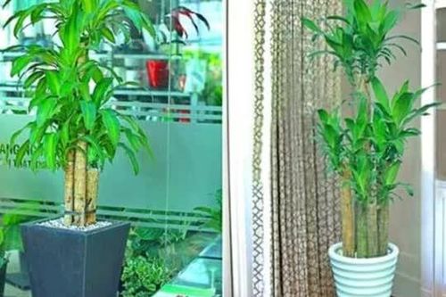 Thiết mộc lan chiêu tài chiêu lộc, may mắn ập đến, đặc biệt hợp với người thuộc 2 mệnh này!