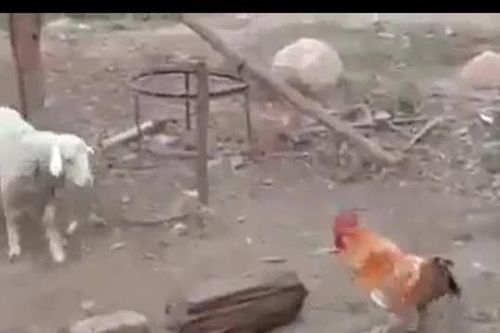 CLIP: Cuộc chạm trán bất ngờ giữa cừu trắng và gà trống, bài học đắt giá cho kẻ bắt nạt