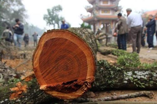 Gỗ quý 50 tỷ đồng bị đem làm 'chuồng lợn', nhóm lửa vì không biết giá trị, nhiều người nghĩ lại sẽ thấy tiếc