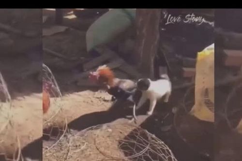 CLIP: Cún con quyết liệt ngăn cản cuộc chiến liệt giữa 2 con gà trống