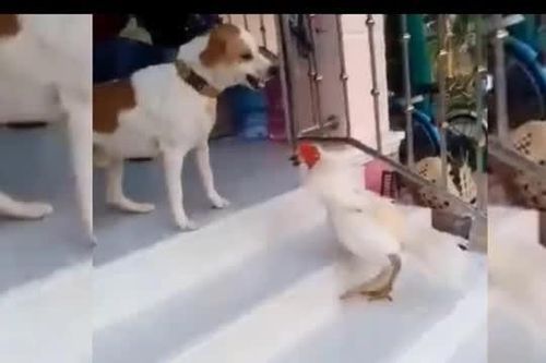 CLIP: Cuộc đối đầu kịch tính giữa gà trống và chó đực, 'nhỏ mà có võ'