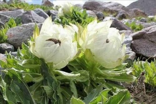 Lợi ích tuyệt vời từ loại cây dân dã ở thôn quê, giá đắt như vàng, đừng bỏ lỡ nếu gặp được