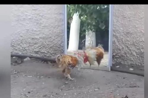 CLIP: Gà trống 'kiệt sức' vì quyết đấu với hình bóng trong gương