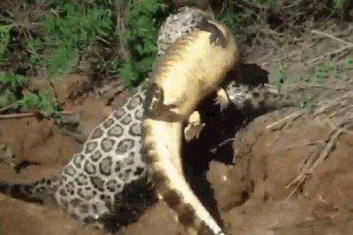 CLIP: Báo đốm phi thân xuống sông, tóm gọn cá sấu Caiman lôi lên bờ