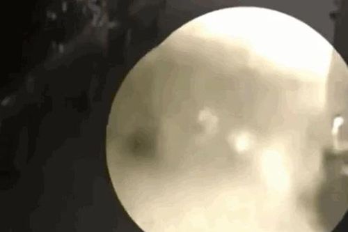 CLIP: Bị báo đốm bất ngờ tấn công, chó nhà rủ đồng bọn tới 'đánh hội đồng' nhưng cái kết mới gây chú ý
