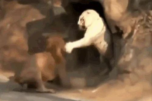 CLIP: Mãn nhãn trước màn tử chiến kịch tính của sư tử và hổ