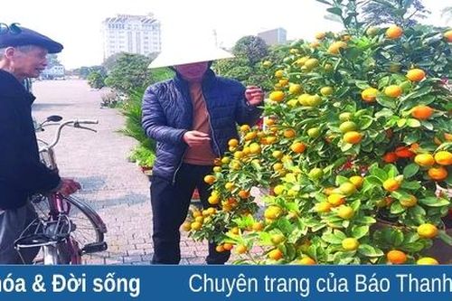 Chơi hoa, thuê hoa và 'chở thuê mùa xuân'