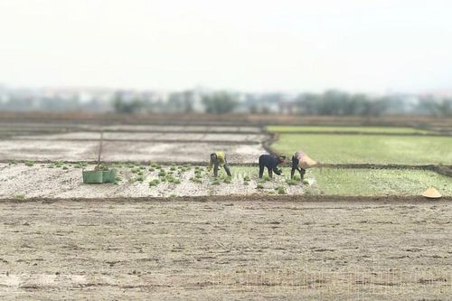 Chủ động các biện pháp phòng chống rét cho mạ, lúa mới cấy