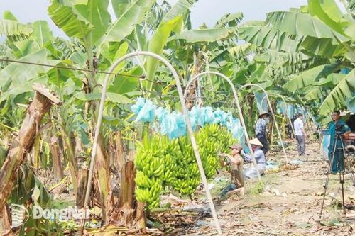 Xây dựng vùng nguyên liệu nông sản gắn với xuất khẩu và chế biến
