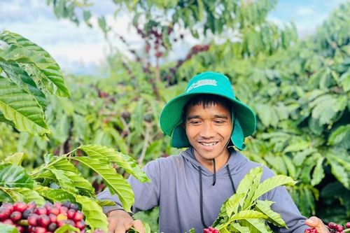 Công ty TNHH Ánh Dương Tây Nguyên: Hiệu quả từ giải pháp chăm sóc và quản lý dịch hại trên cây cà phê