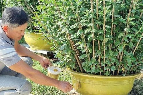 Làm giàu từ hoa cúc