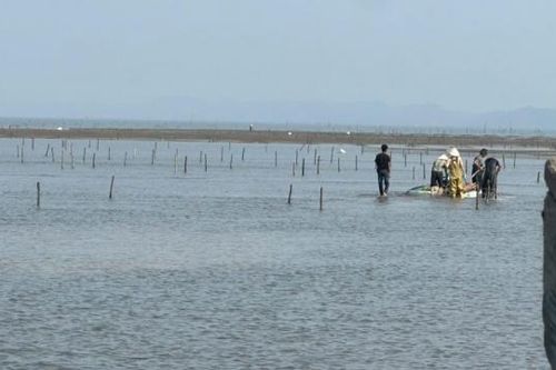 Móng Cái (Quảng Ninh): Phấn đấu năm 2025 toàn bộ khu vực nuôi biển được cấp phép, đăng ký theo quy định