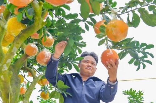 Thanh Hóa: Cây cảnh xuống phố những ngày cuối năm