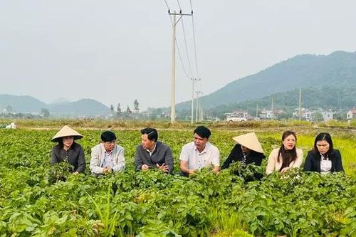 Hà Nội quy hoạch vùng trồng khoai tây vụ đông