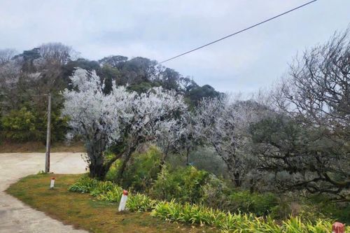 Xuất hiện băng giá tại Phja Oắc (Nguyên Bình)