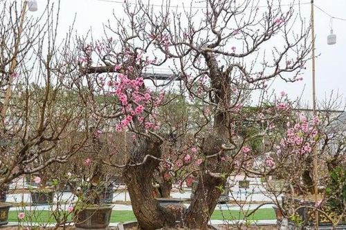 Đào rừng Sơn La cổ thụ đua nhau khoe dáng ở Hà Nội, giá trăm triệu đồng/cây