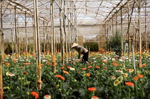 Mê mẩn sắc hoa ở làng hoa Vạn Thành