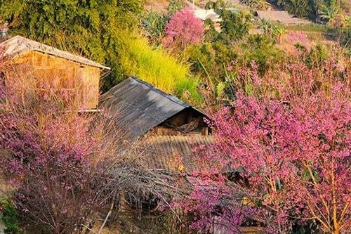 Mùa hoa tớ dày nhuộm hồng bản làng Mù Cang Chải