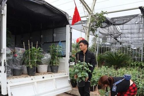 Nông dân Tường Phiêu thắng lớn vụ hoa Tết