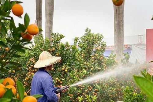 Quất cảnh đa dạng giá đồng loạt xuống phố phục vụ người dân chơi Tết 2025