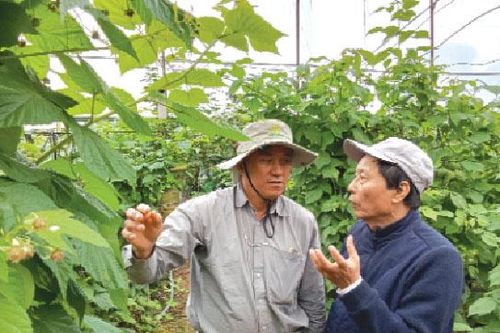 Gặp người ở giữa làng hoa
