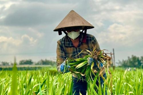 Quảng Ngãi: Thời tiết bất lợi khiến hoa lay ơn bị chết hàng loạt