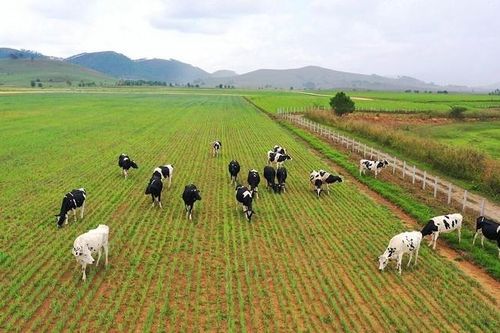 Vinamilk nâng vốn đầu tư trang trại bò sữa ở Lào lên hơn 85 triệu USD