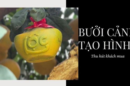 Bưởi cảnh tạo hình 'tài lộc' thu hút khách mua