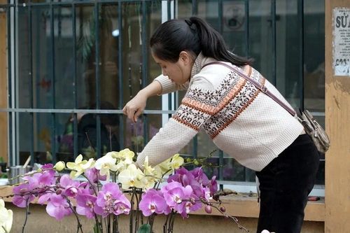 Hoa lan hồ điệp đổ bộ phố Hà Nội, giá từ vài trăm nghìn đồng/chậu