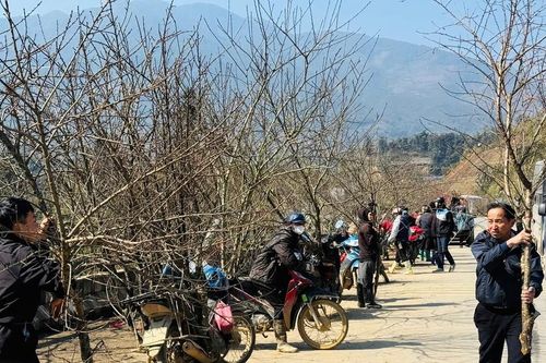 Hoa đào, hoa lan Tây Bắc rộn ràng xuống phố đón Tết