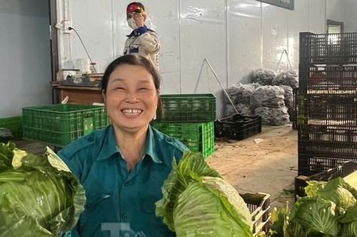 Nông dân trồng rau sạch 'bỏ túi' 30-50 triệu đồng/tháng