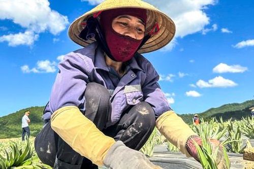 Thấy giá cao chót vót, người dân đồng loạt bỏ keo trồng dứa