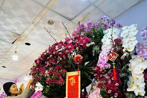 Độc đáo chậu lan 300 cành trên gỗ lũa, giá trăm triệu đồng